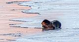 Otter On Ice At Sunrise_P1020772.4crop